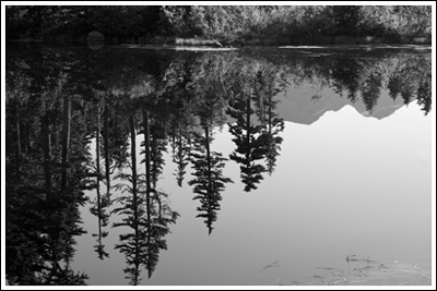 Trees reflected in Picture Lake.  Mt. Shuksan uncooperative.