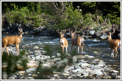 Deer in the Teanaway River.