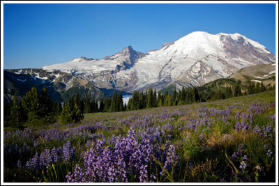 Mt. Rainier and wildflowers from just above Sunrise.